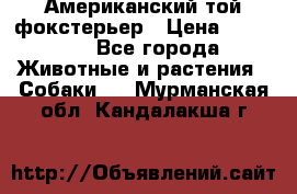 Американский той фокстерьер › Цена ­ 25 000 - Все города Животные и растения » Собаки   . Мурманская обл.,Кандалакша г.